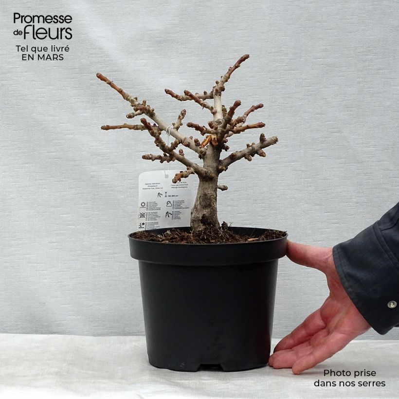 Exemplaar van Ginkgo biloba Mariken - Japanse notenboom Pot van 2 l/3 l, Struik zoals geleverd in de lente