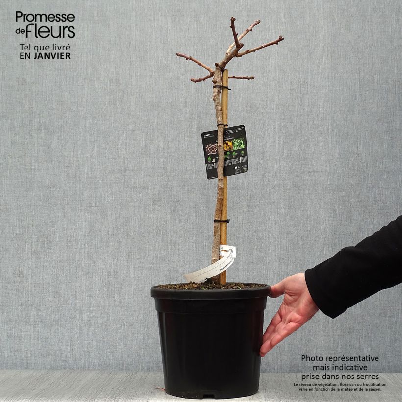 Example of Ginkgo biloba Mariken - Japanse notenboom Pot van 7,5 l/10 l as you get in hiver