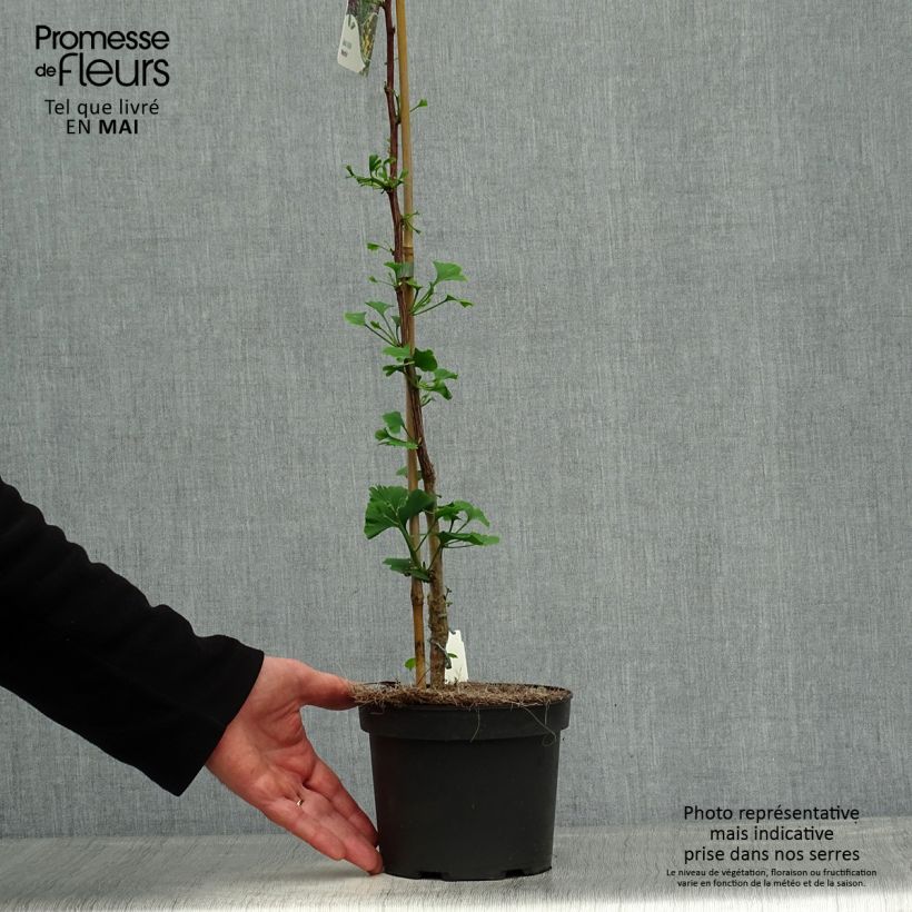 Exemplaar van Ginkgo biloba Menhir - Japanse notenboom Pot van 2 l/3 l zoals geleverd in de lente