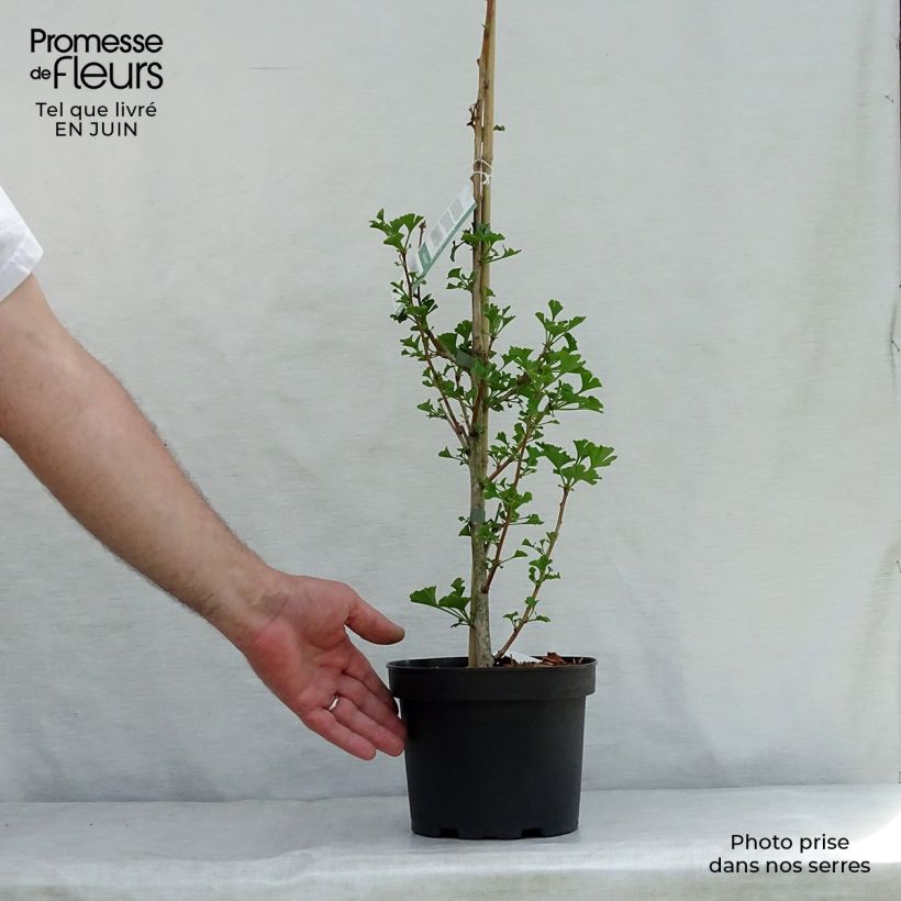 Exemplaar van Ginkgo biloba Menhir - Japanse notenboom Pot van 2 l/3 l zoals geleverd in de zomer