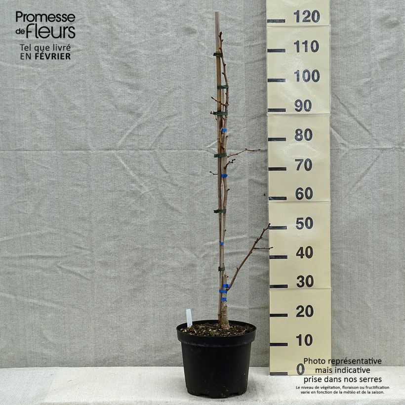 Example of Ginkgo biloba Saratoga - Arbre aux quarante écus Pot van 6 l/7 l as you get in hiver