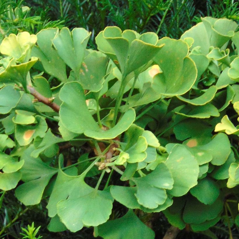 Ginkgo biloba Troll - Japanse notenboom (Blad)