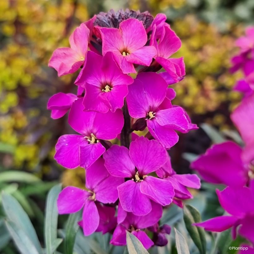 Erysimum cheiri Colour Vibe Purple – Muurbloem (Flowering)