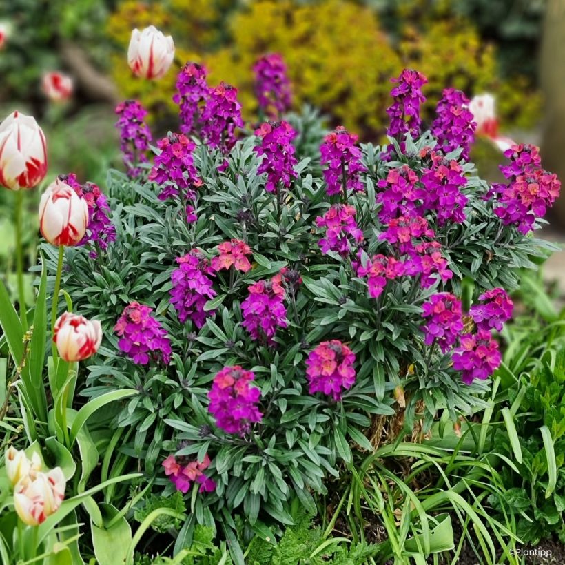 Erysimum cheiri Colour Vibe Purple – Muurbloem (Plant habit)