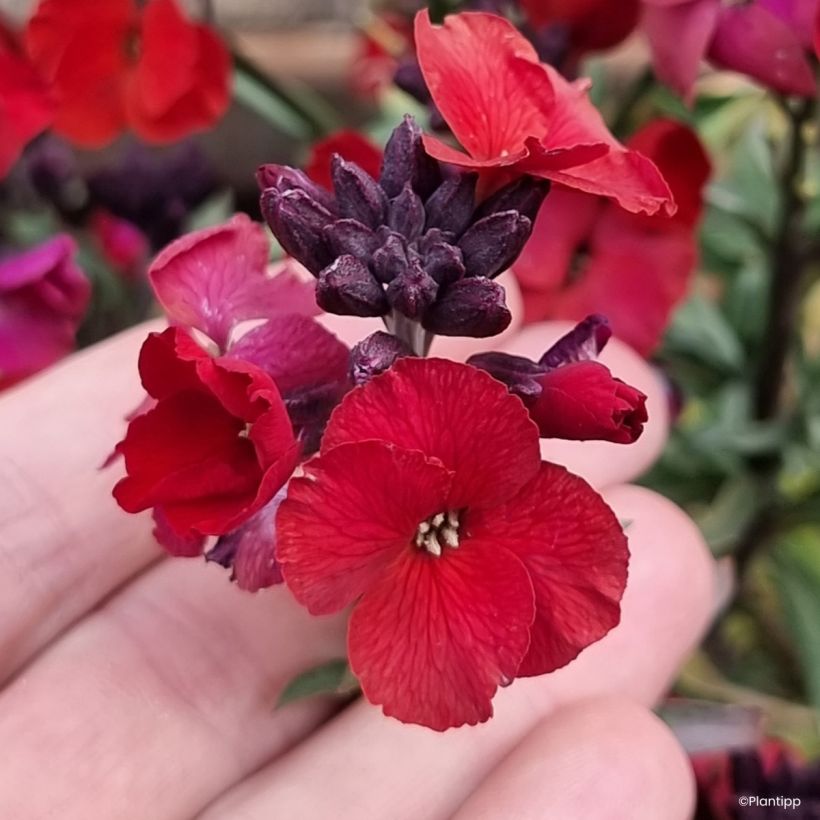 Erysimum cheiri Colour Vibe Rood – Muurbloem (Flowering)