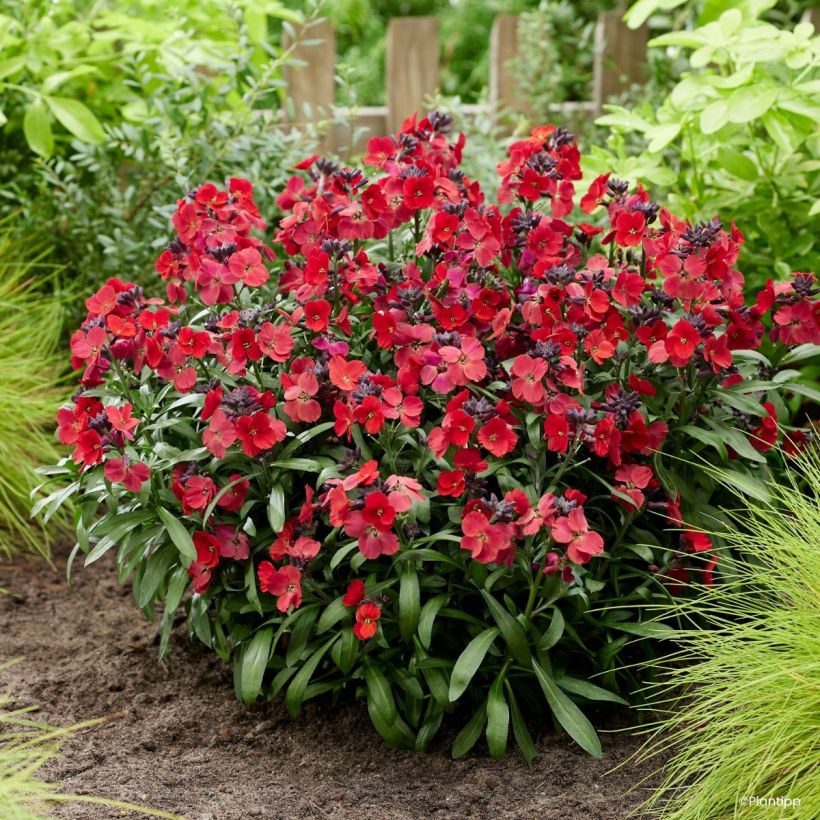 Erysimum cheiri Colour Vibe Rood – Muurbloem (Plant habit)