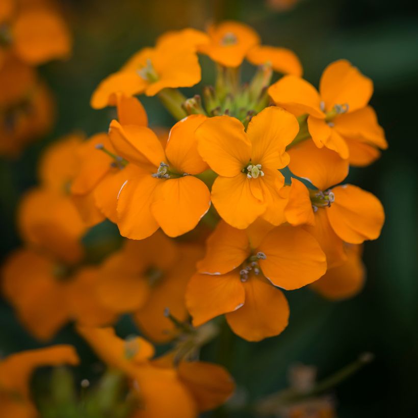 Erysimum Apricot Twist – Muurbloem (Bloei)