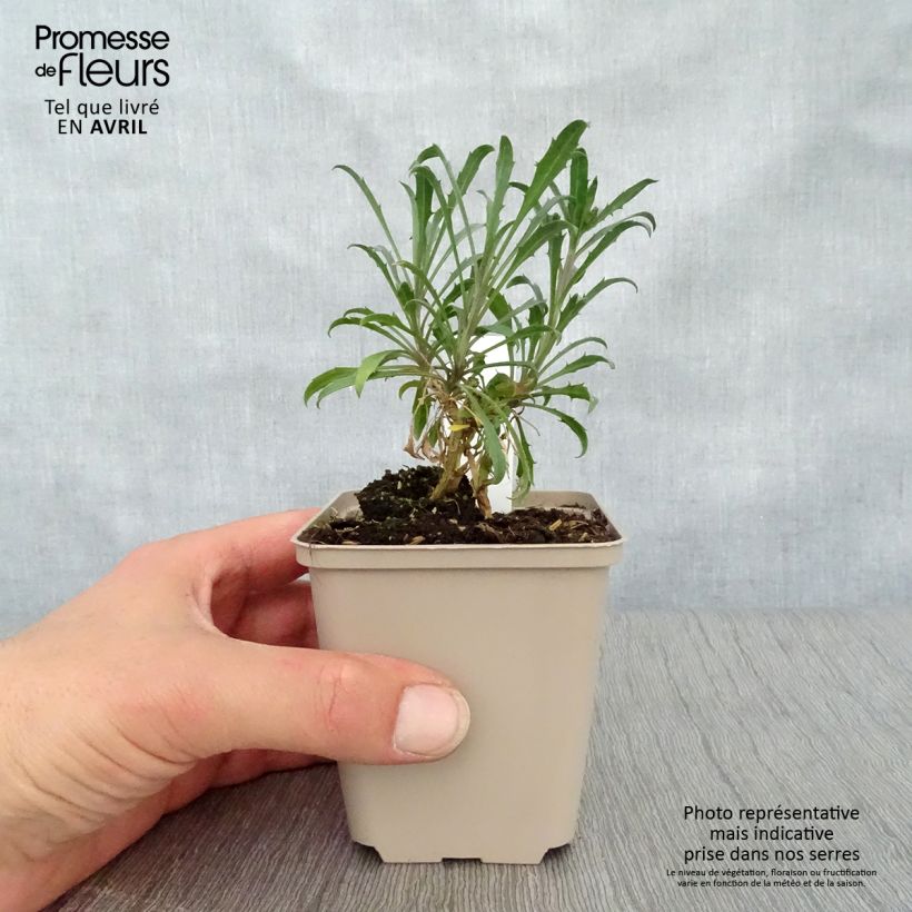 Exemplaar van Erysimum Constant Cheer – Muurbloem Kweekpotje van 8/9 cm zoals geleverd in de lente