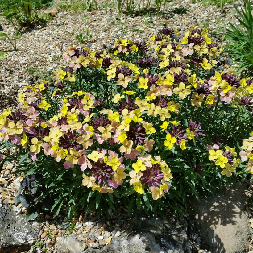 Erysimum John Codrington – Muurbloem (Groeiplaats)