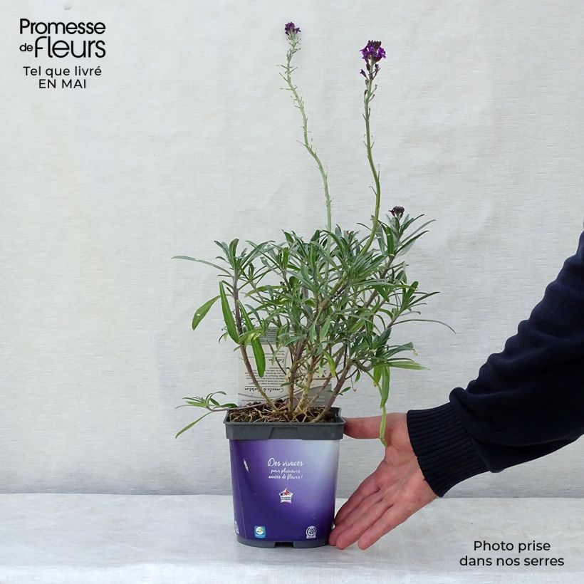 Exemplaar van Erysimum Bowles Mauve – Muurbloem Pot van 2 l/3 l zoals geleverd in de lente