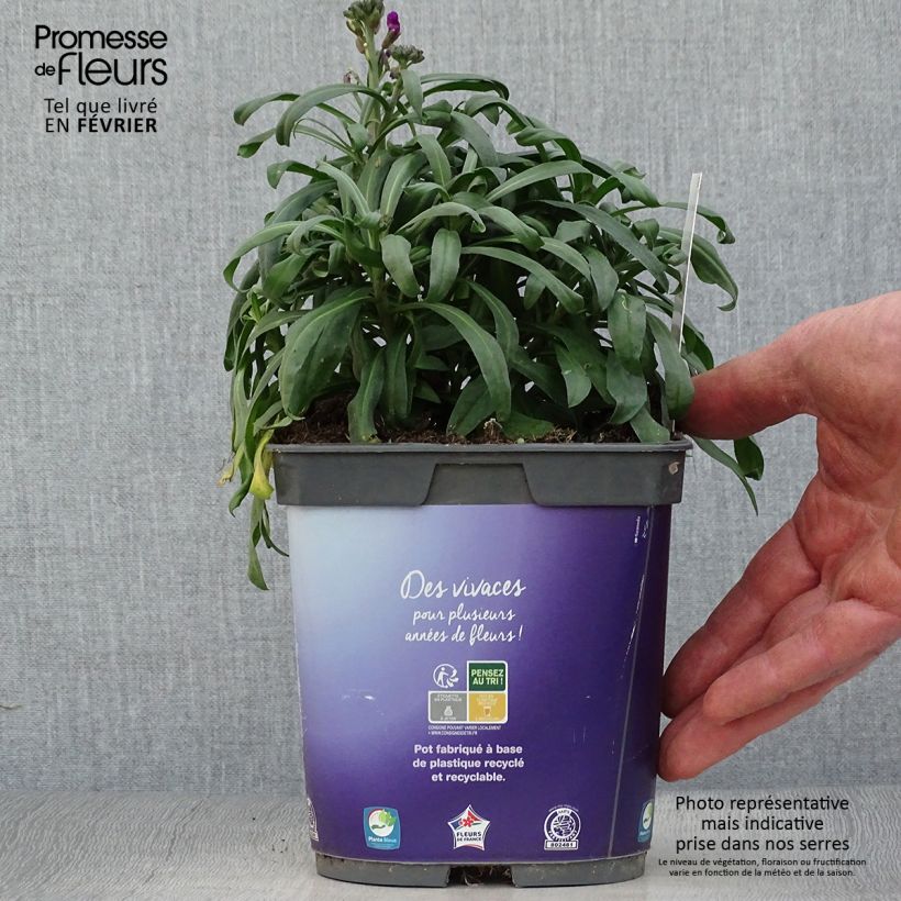 Example of Giroflée arbustive - Erysimum Bowles Mauve Pot van 2 l/3 l as you get in hiver