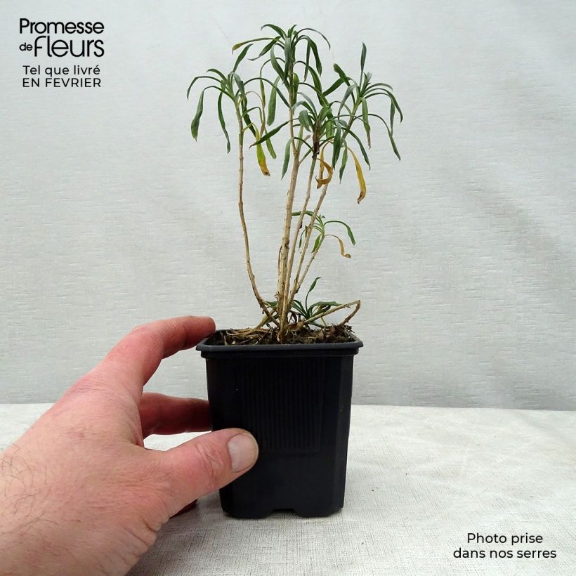 Example of Giroflée arbustive - Erysimum Bowles Mauve Kweekpotje van 8/9 cm as you get in hiver