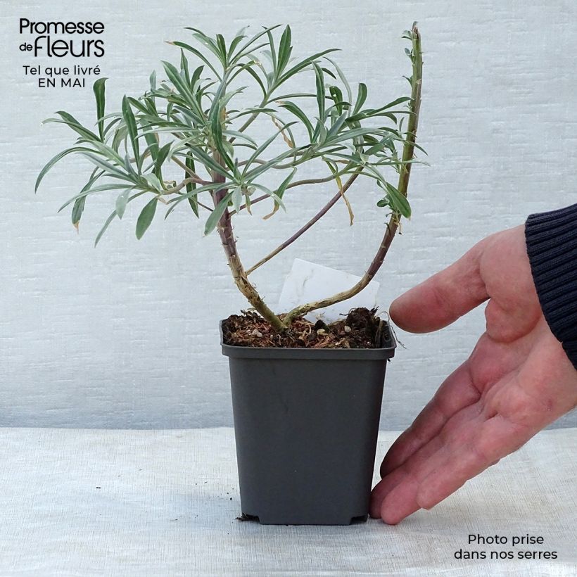 Exemplaar van Erysimum Bowles Mauve – Muurbloem Kweekpotje van 8/9 cm zoals geleverd in de lente