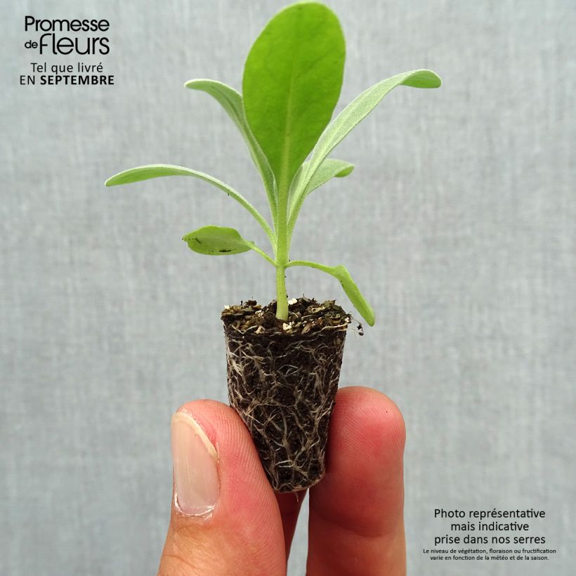 Exemplaar van Matthiola incana Heritage Pink - Zomerviolier Mini-mot Ø 1,5/2,5 cm zoals geleverd in de herfst