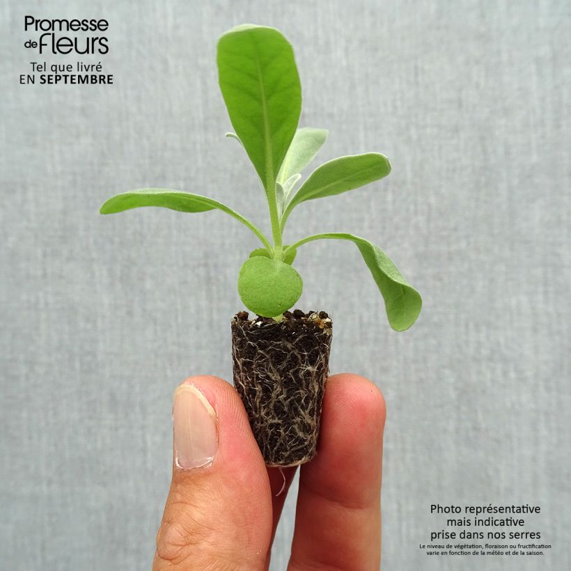 Exemplaar van Matthiola incana Heritage Wit (zaad) - Zomerviolier Mini-mot Ø 1,5/2,5 cm zoals geleverd in de herfst