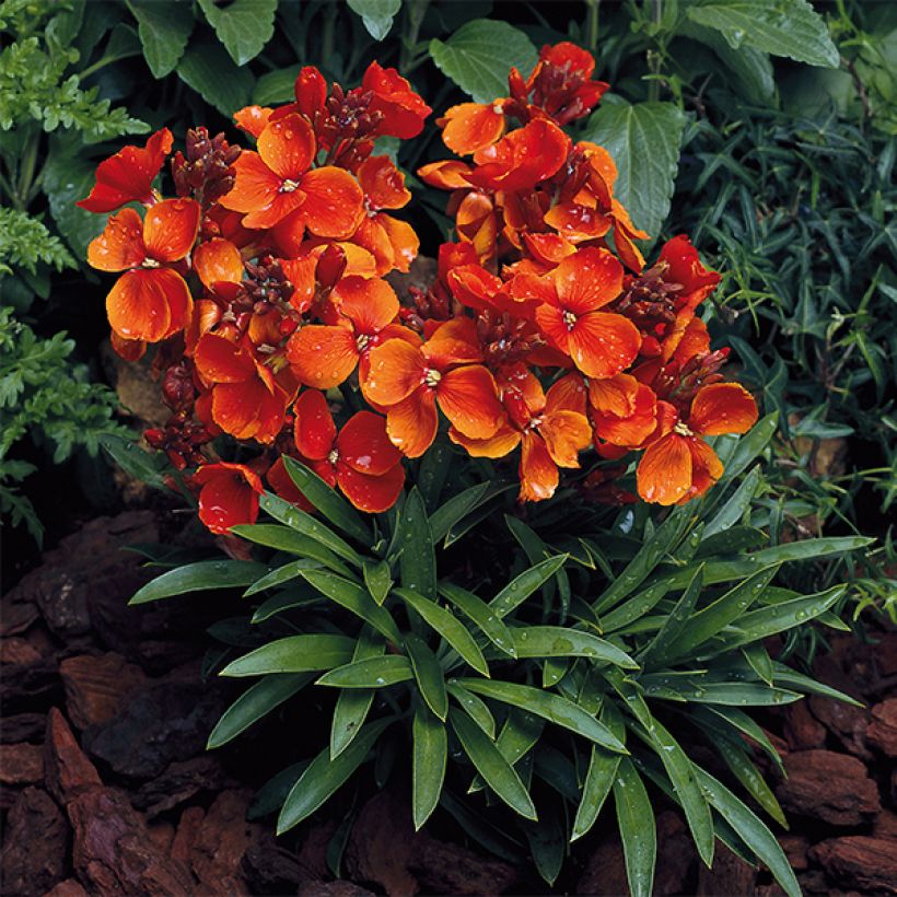 Erysimum cheiri Bedder Scarlet – Muurbloem (Groeiplaats)