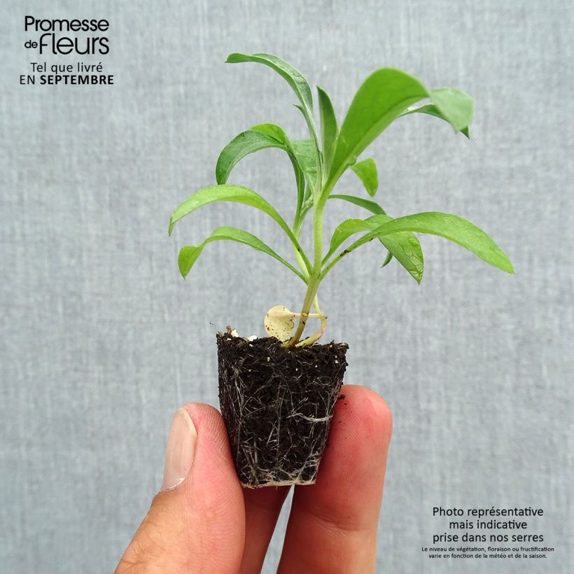 Exemplaar van Erysimum cheiri Bedder Scarlet – Muurbloem Mini-mot Ø 3/4 cm zoals geleverd in de herfst