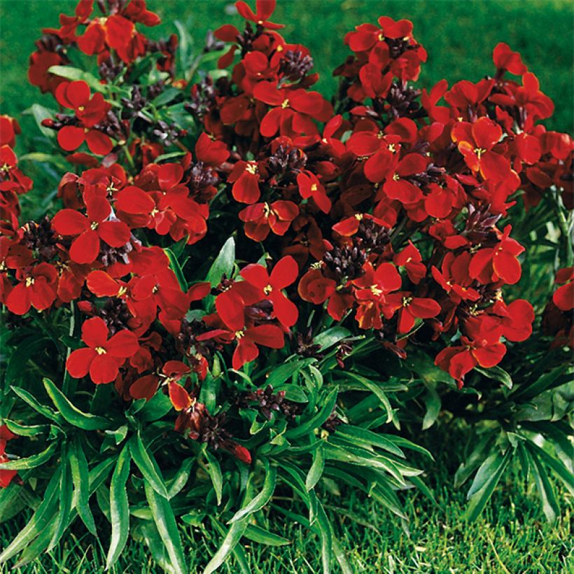 Erysimum cheiri Bedder Vulcan Brune – Muurbloem (Groeiplaats)