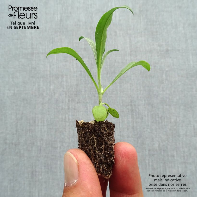 Exemplaar van Erysimum cheiri Bedder Vulcan Brune – Muurbloem Mini-mot Ø 1,5/2,5 cm zoals geleverd in de herfst