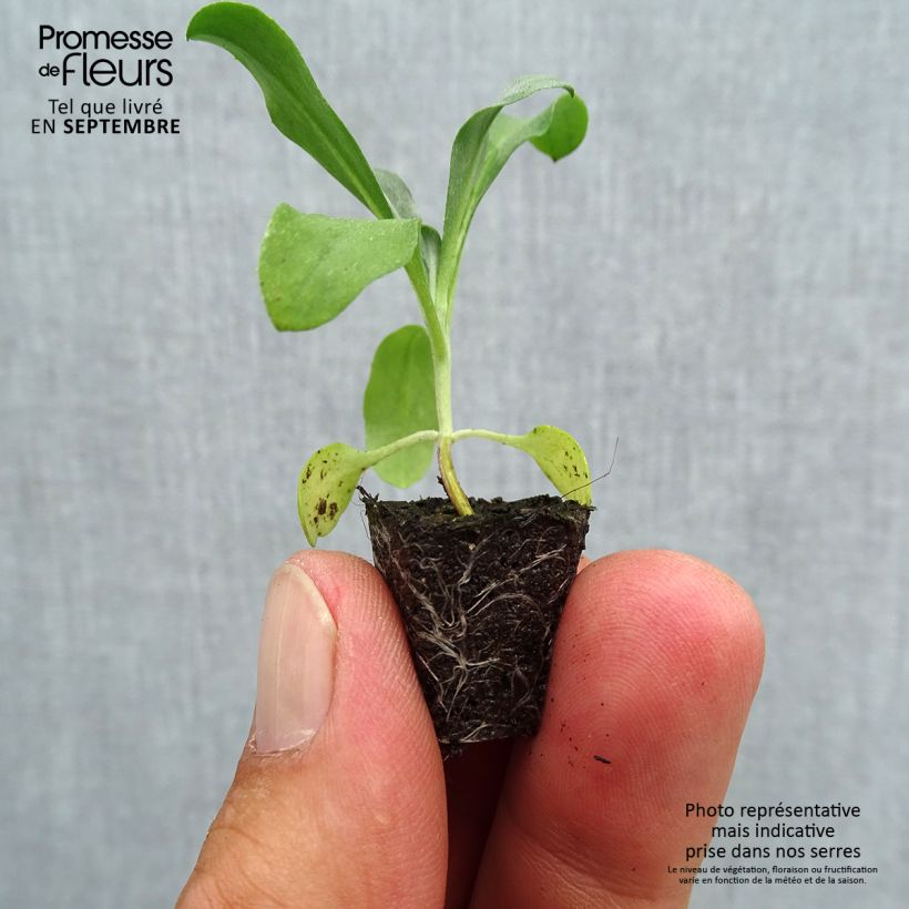 Exemplaar van Erysimum suffruticosum Gold Cup – Muurbloem Mini-mot Ø 1,5/2,5 cm zoals geleverd in de herfst