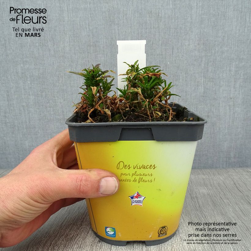Exemplaar van Erysimum suffruticosum Gold Cup – Muurbloem Pot van 2 l/3 l zoals geleverd in de winter