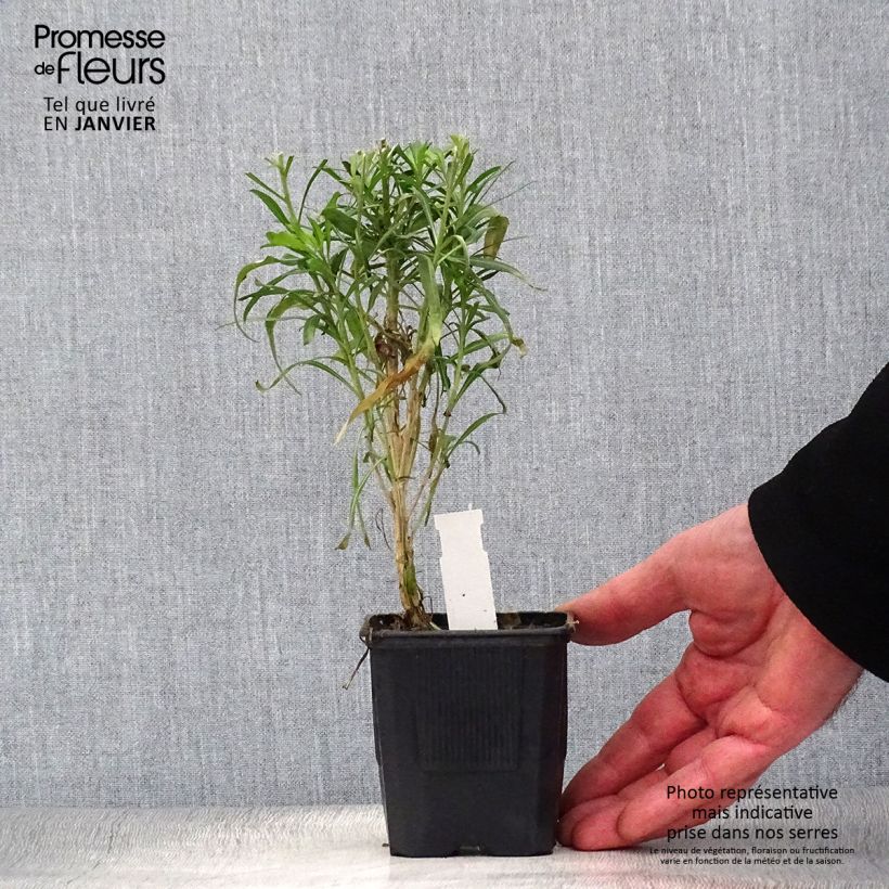 Example of Giroflée vivace - Erysimum Poem Lavender  Kweekpotje van 8/9 cm as you get in hiver