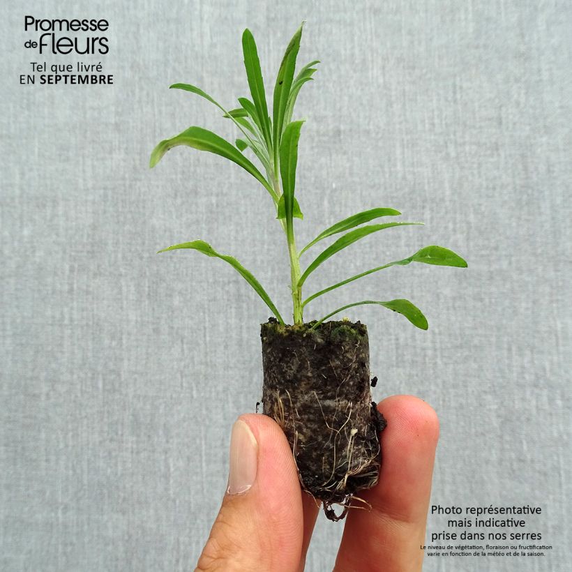 Example of Giroflée vivace - Erysimum Poem Lavender  Mini-mot Ø 3/4 cm as you get in automne