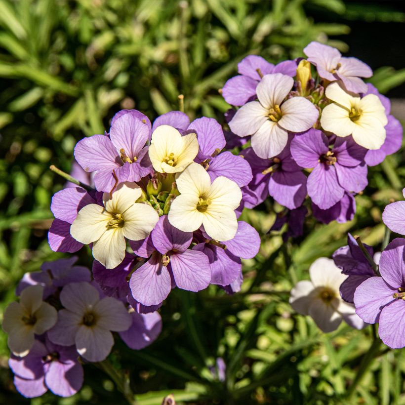 Erysimum Poem Lilac – Muurbloem (Bloei)