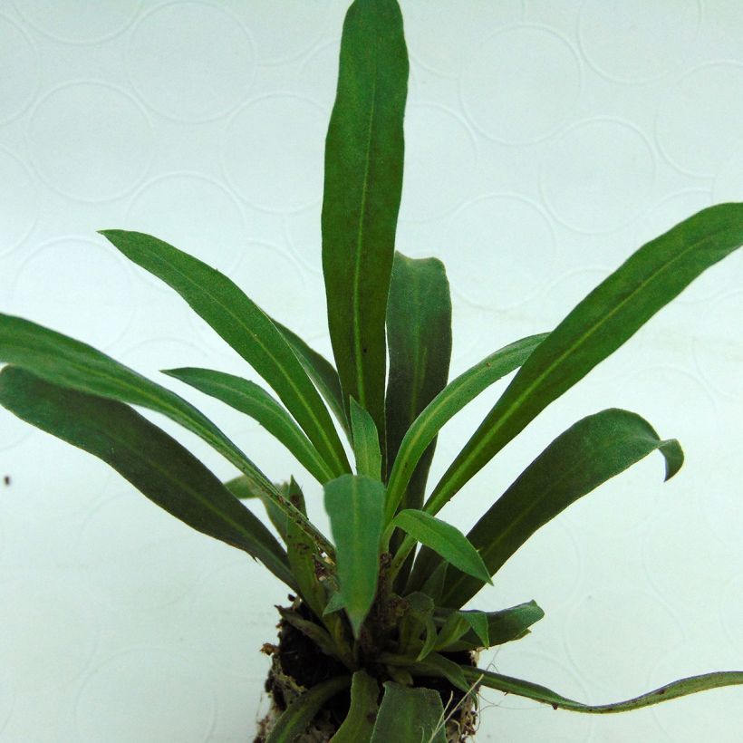 Erysimum Rysi Copper – Muurbloem (Blad)