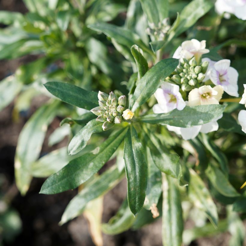 Erysimum Rysi Moon – Muurbloem (Blad)