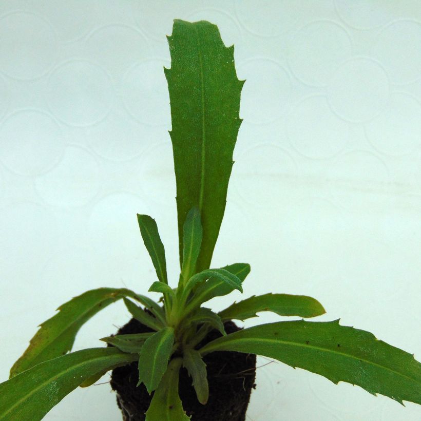 Erysimum Winter Joy – Muurbloem (Blad)