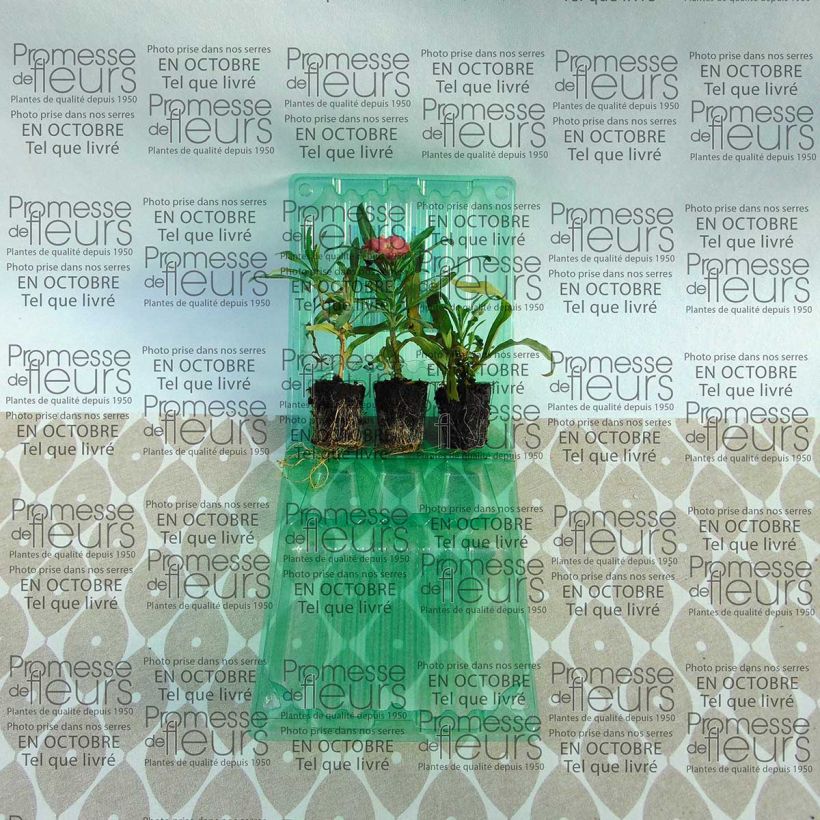 Voorbeeld van een exemplaar van Erysimum Winter Party – Muurbloem Mini-mot Ø 3/4 cm zoals geleverd