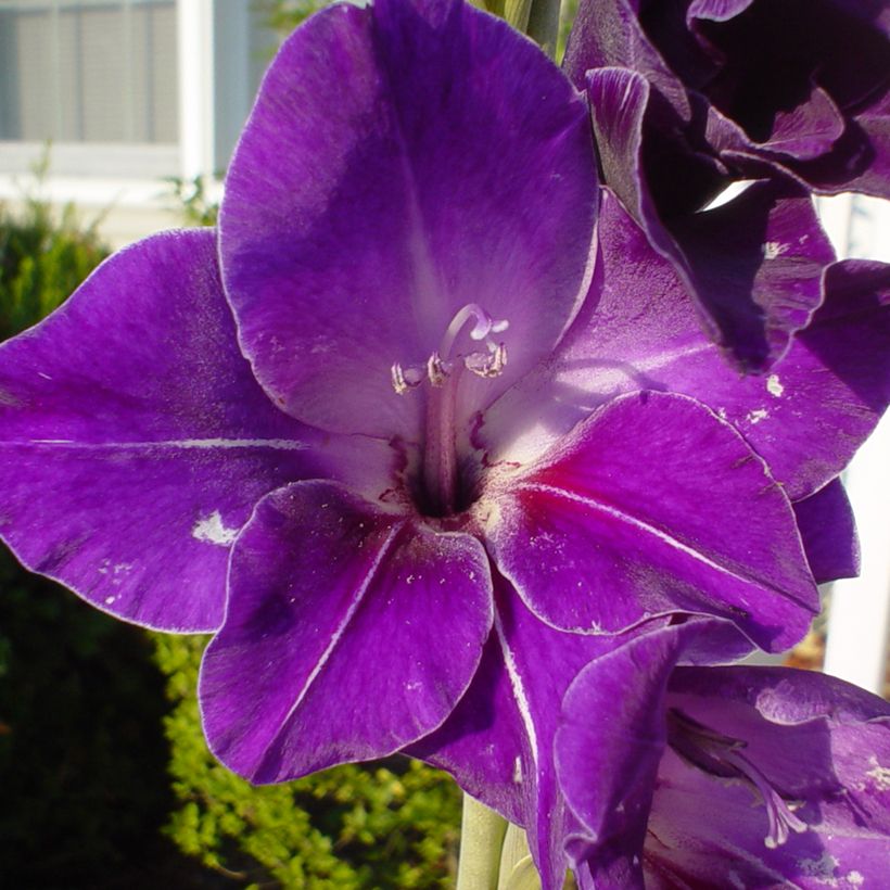 Gladiool Deep Purple - Grootbloemige gladiool (Bloei)