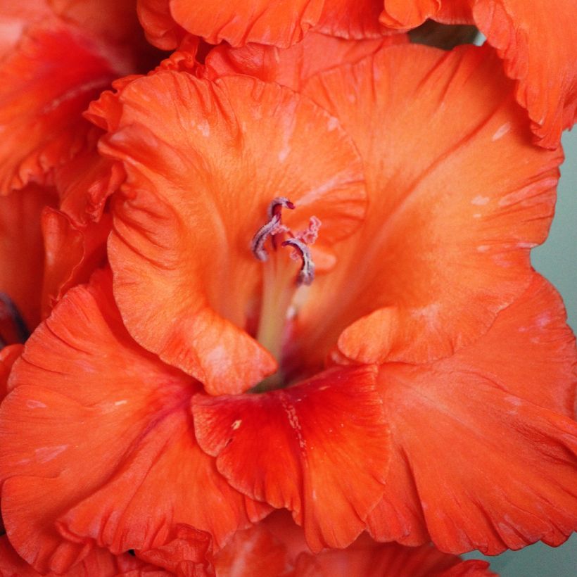 Gladiool Wigs Sensation - Grootbloemige gladiool (Bloei)