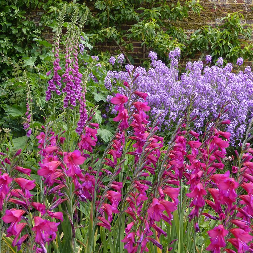 Gladiolus byzantinus Whistling Jack - Byzantijnse gladiool (Groeiplaats)