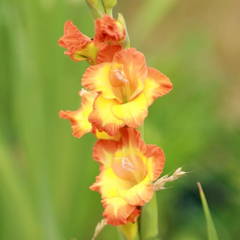 Gladiool Princess Margaret Rose - Grootbloemige gladiool (Bloei)