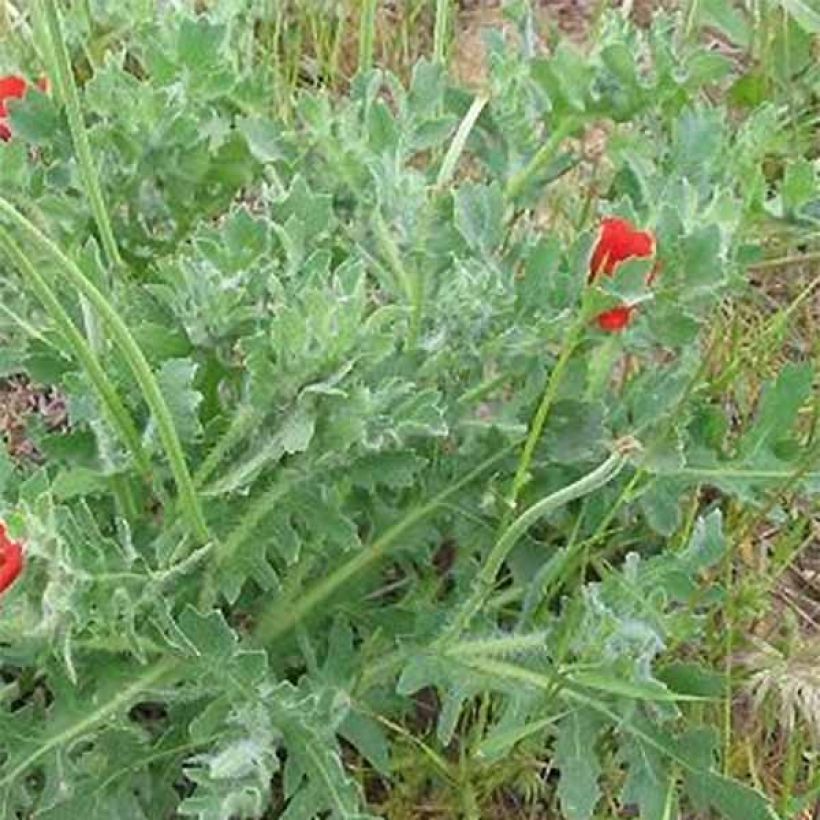 Glaucium corniculatum - Rode hoornpapaver (Foliage)