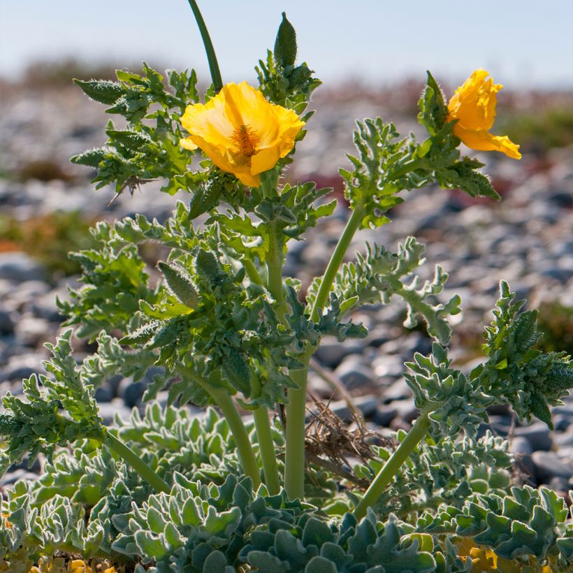 Glaucium flavum - Gele hoornpapaver (Plant habit)