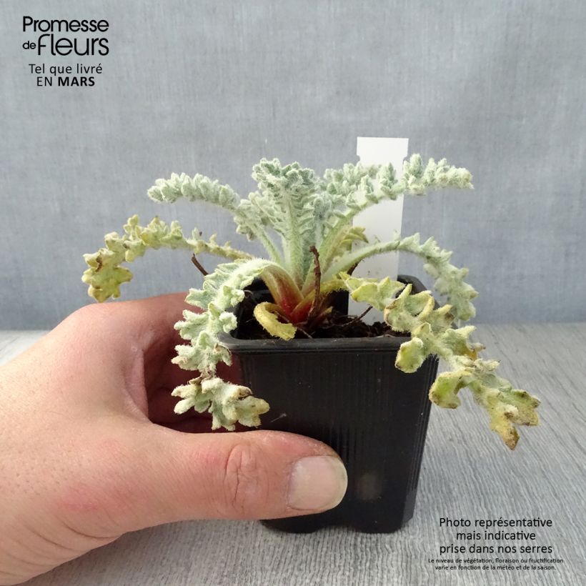 Exemplaar van Glaucium flavum - Gele hoornpapaver Kweekpotje van 8/9 cm zoals geleverd in de lente