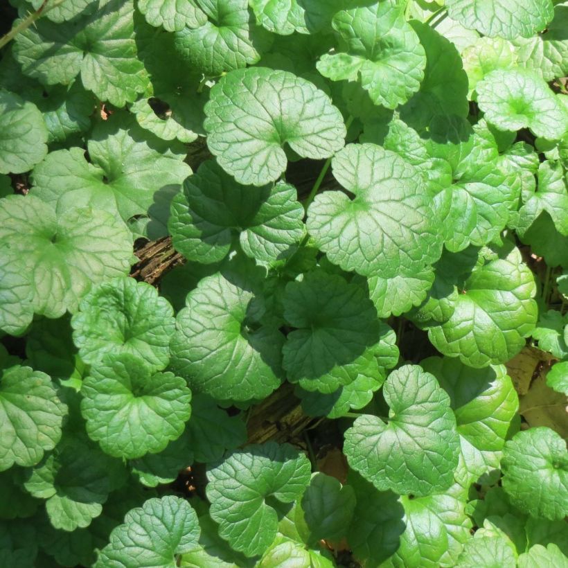 Glechoma hederacea - Hondsdraf (Foliage)