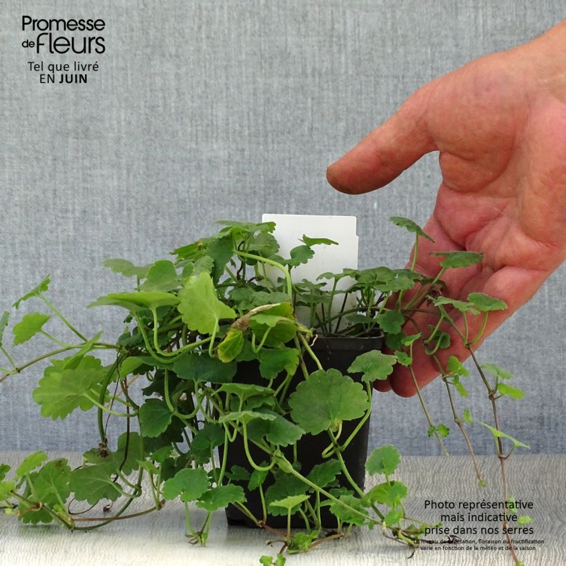 Exemplaar van Glechoma hederacea - Hondsdraf Kweekpotje van 8/9 cm zoals geleverd in de zomer
