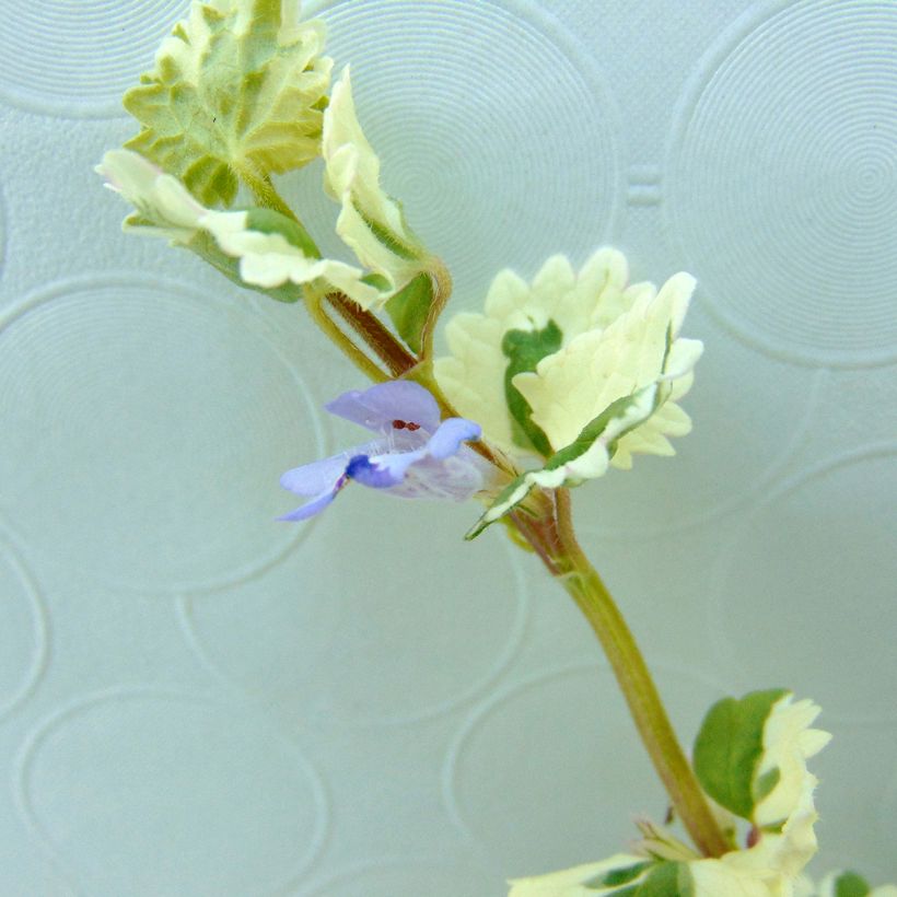 Glechoma hederacea Variegata - Hondsdraf (Flowering)