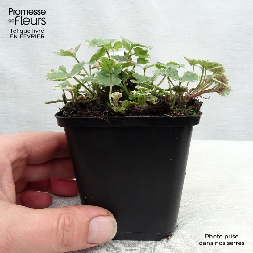 Example of Glechoma hederacea Variegata - Hondsdraf Kweekpotje van 8/9 cm as you get in hiver