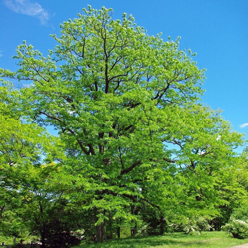 Gleditsia triacanthos - Valse christusdoorn (Plant habit)
