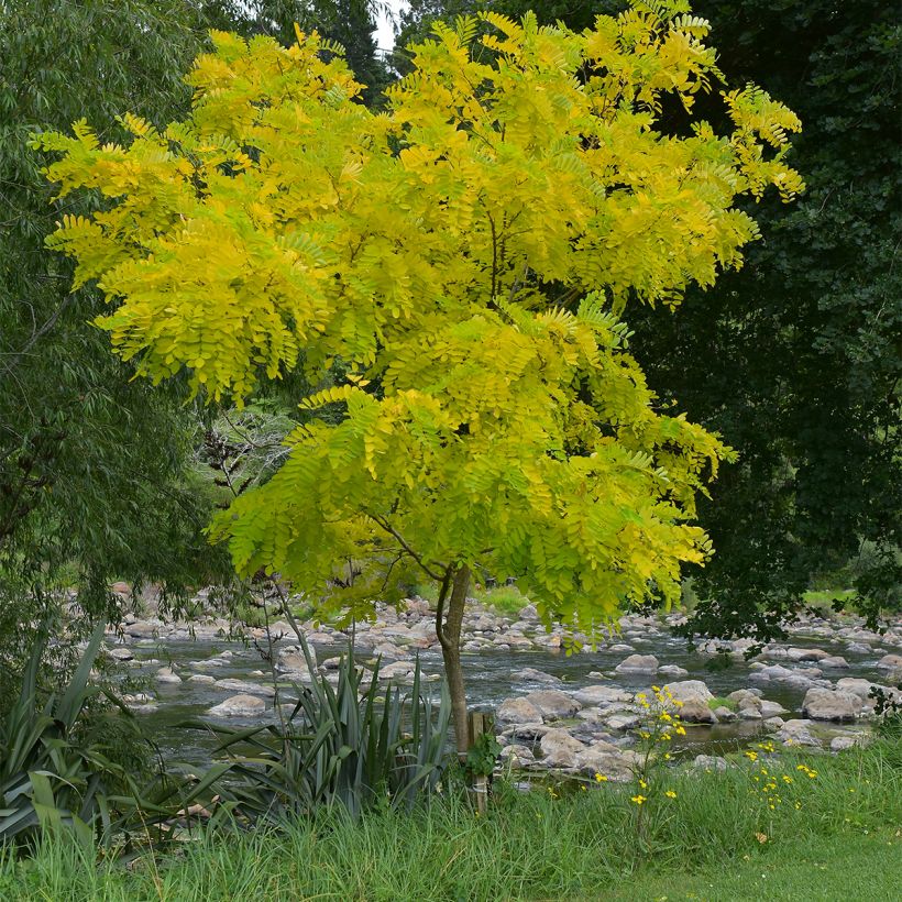 Gleditsia triacanthos Elegantissima - Valse christusdoorn (Plant habit)