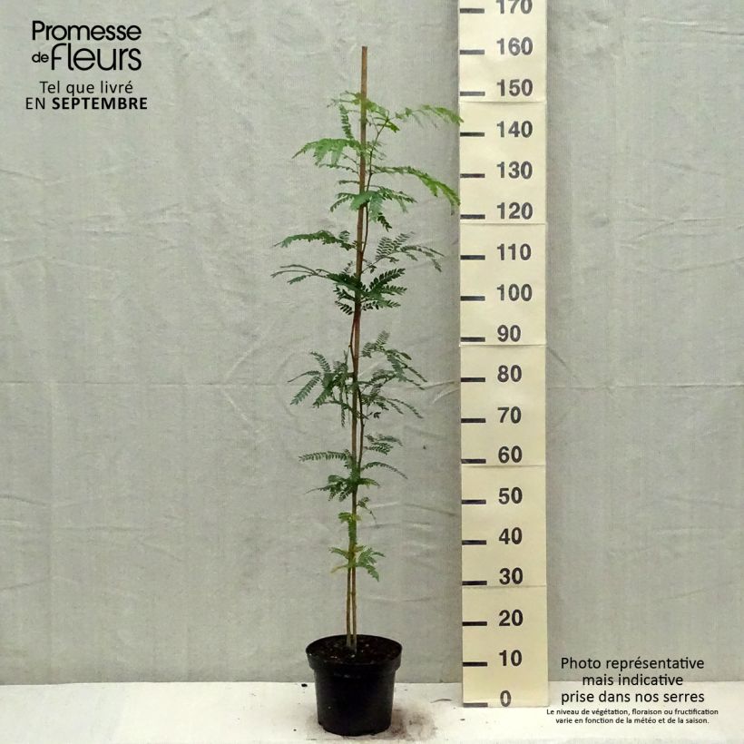 Exemplaar van Gleditsia triacanthos - Valse christusdoorn Pot van 4 l/5 l zoals geleverd in de herfst