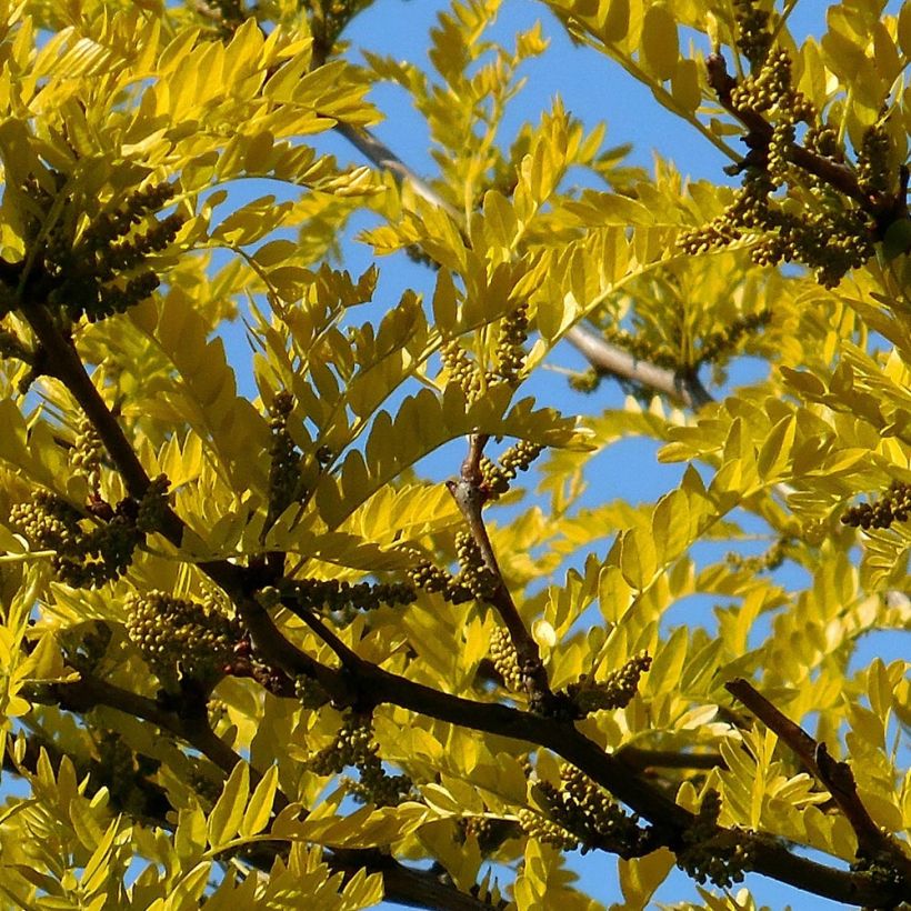 Gleditsia triacanthos Shademaster - Valse christusdoorn (Foliage)