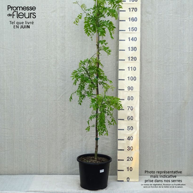 Exemplaar van Gleditsia triacanthos Skyline - Valse christusdoorn Pot van 12 l/15 l, Kroonhoogte zoals geleverd in de lente