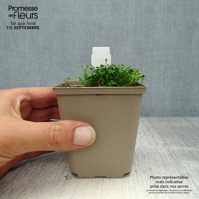 Exemplaar van Globularia cordifolia - Kogelbloem Kweekpotje van 8/9 cm zoals geleverd in de herfst