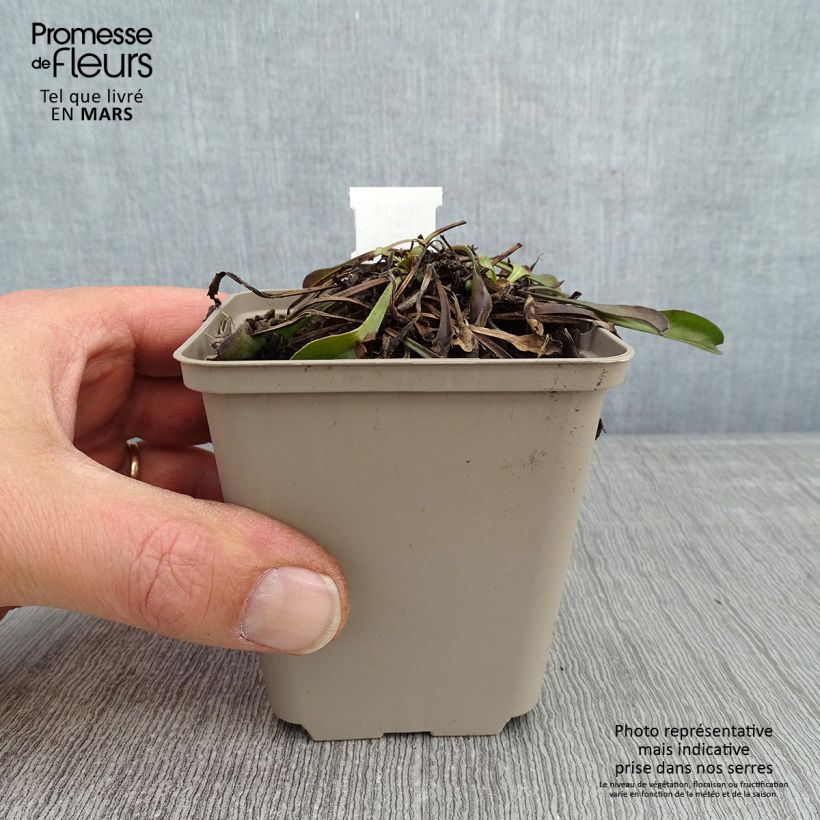 Example of Globularia trichosantha - Kogelbloem Kweekpotje van 8/9 cm as you get in hiver